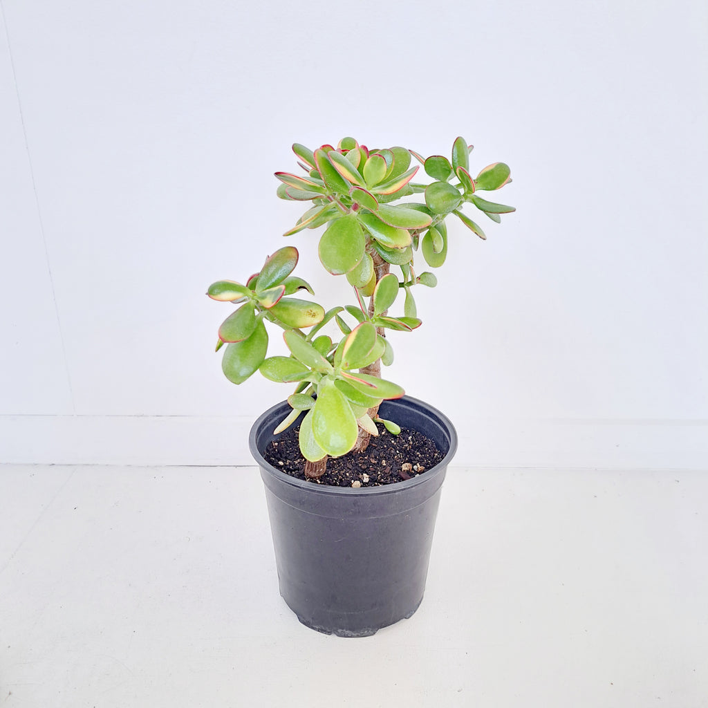 Crassula Ovata Jade / Money Plant