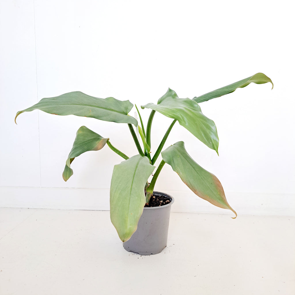 Philodendron Hastatum / Silver Arrow