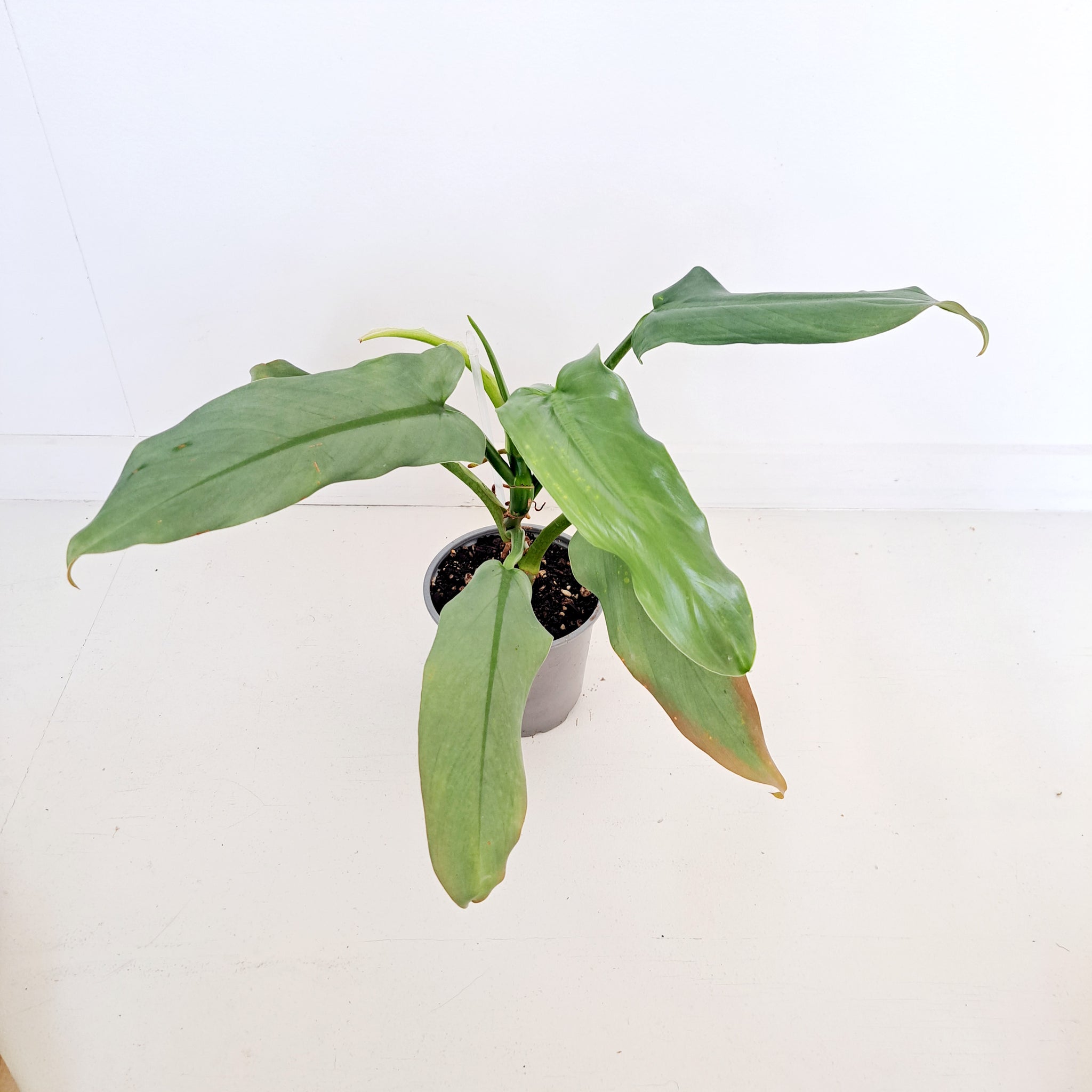 Philodendron Hastatum / Silver Arrow