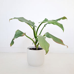 Philodendron Hastatum / Silver Arrow