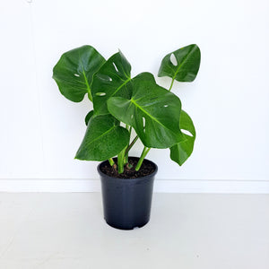 Monstera Deliciosa