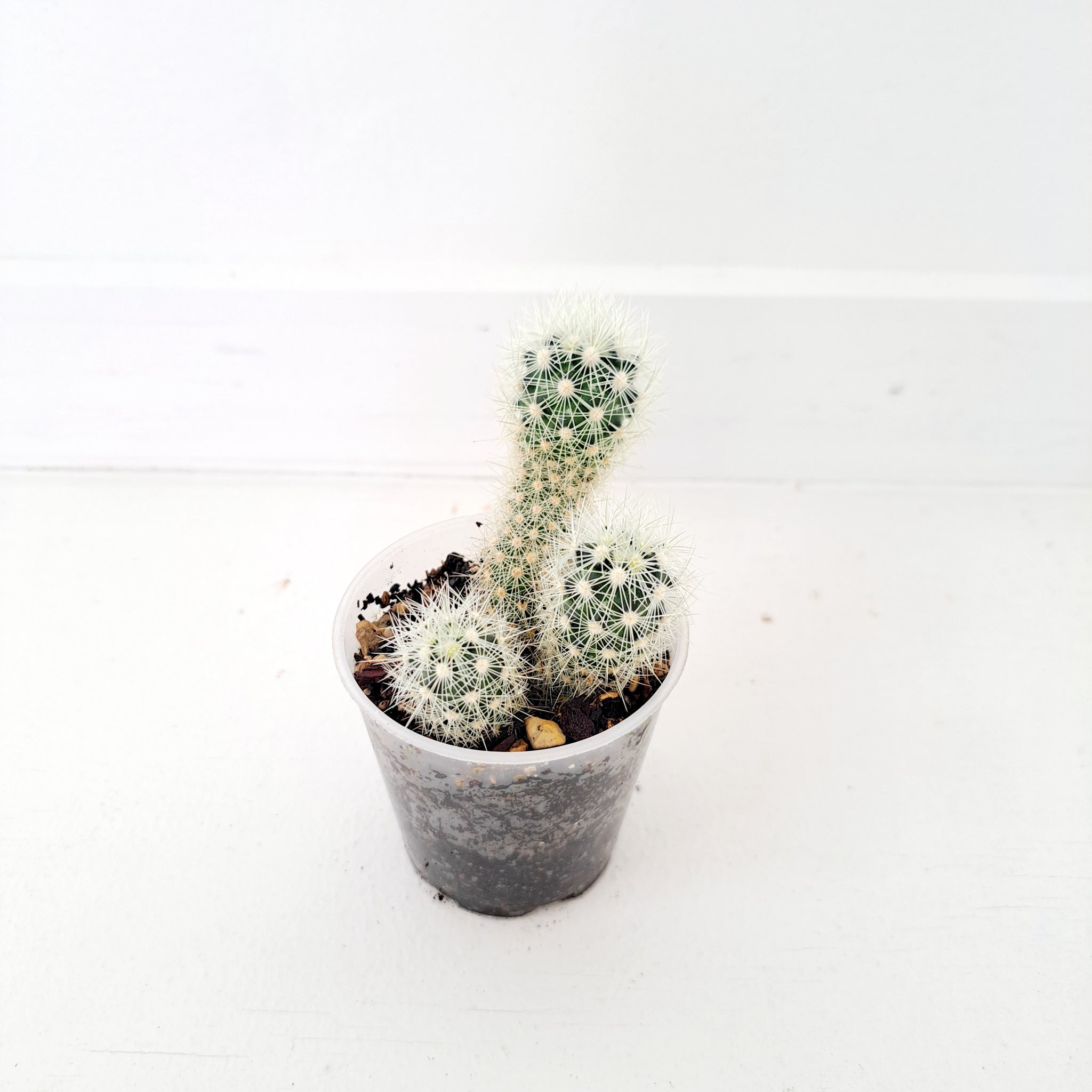 Cacti / Succulent 3