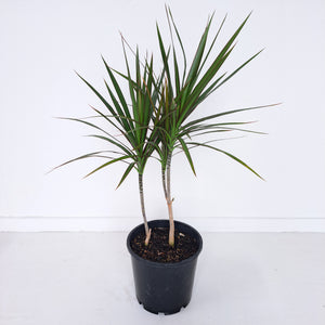 Dracaena Marginata