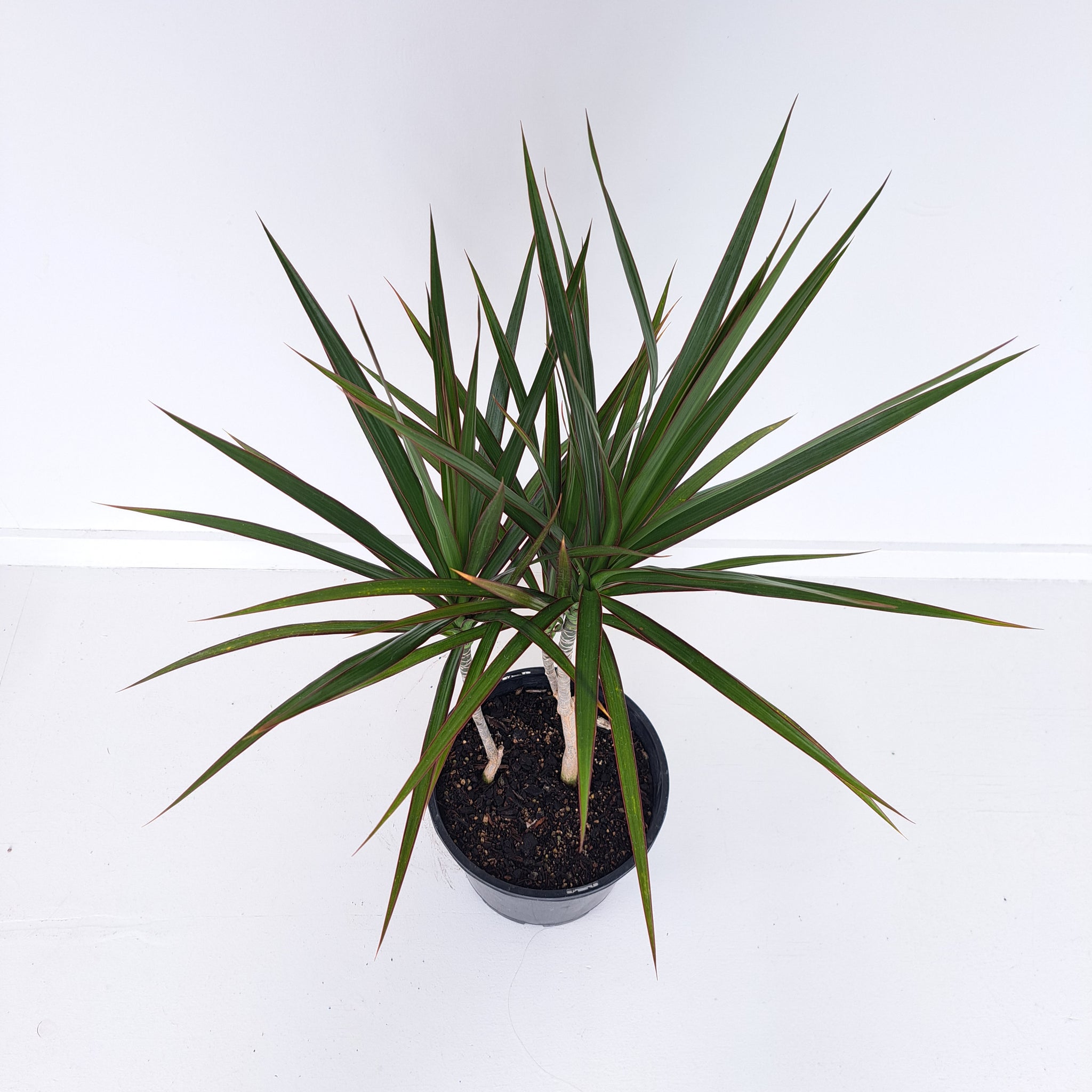 Dracaena Marginata