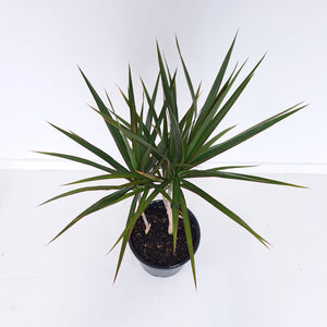 Dracaena Marginata