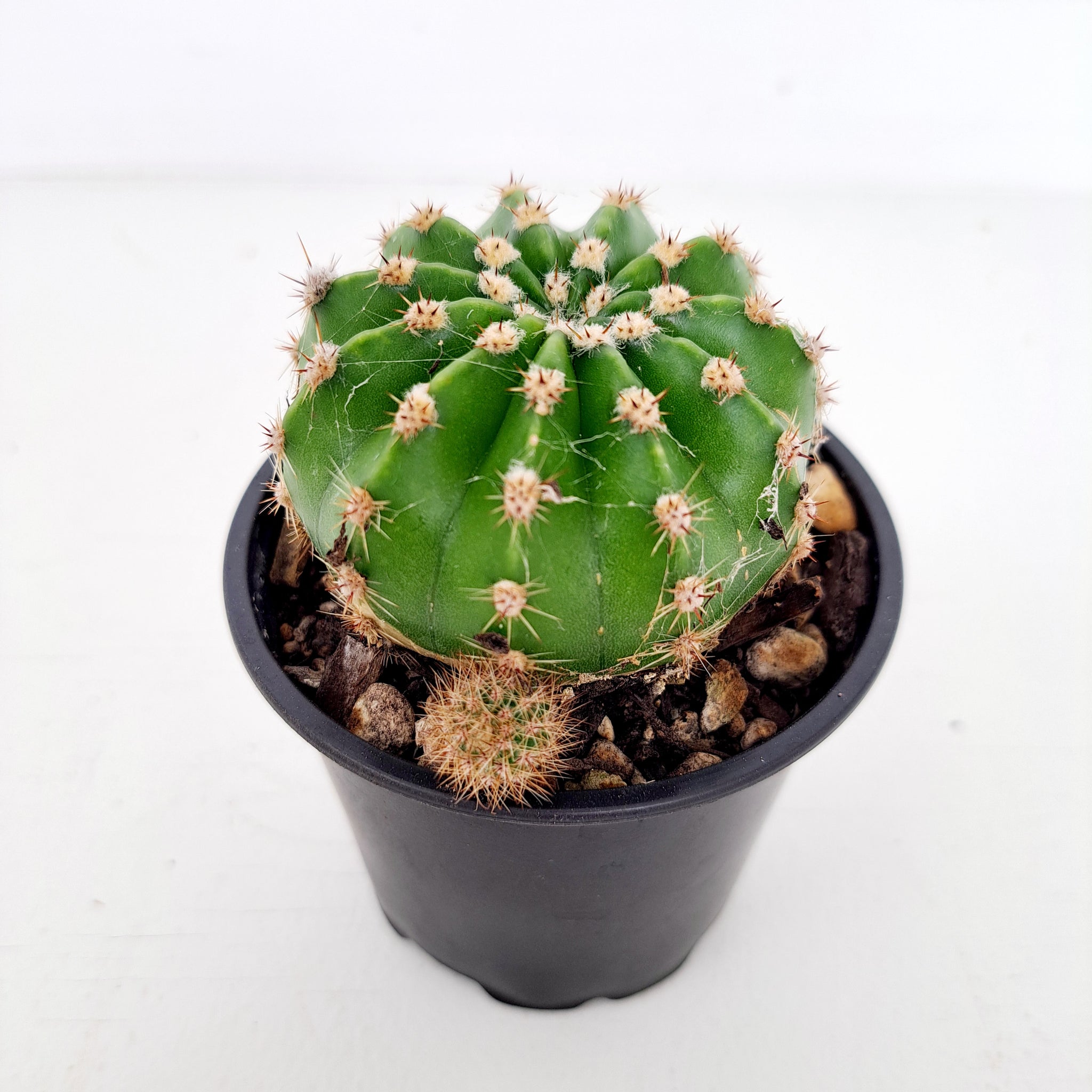 Cacti - 1