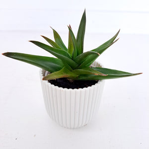 Aloe Black Gem