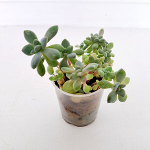 Succulent - 2