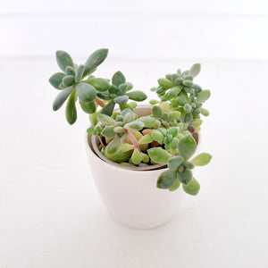 Succulent - 2