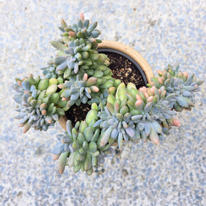 Succulent - 2