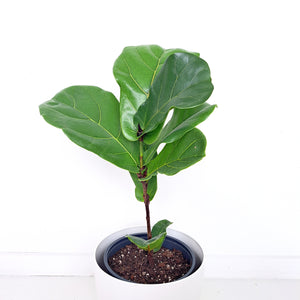 Ficus Lyrata / Fiddle Leaf Fig