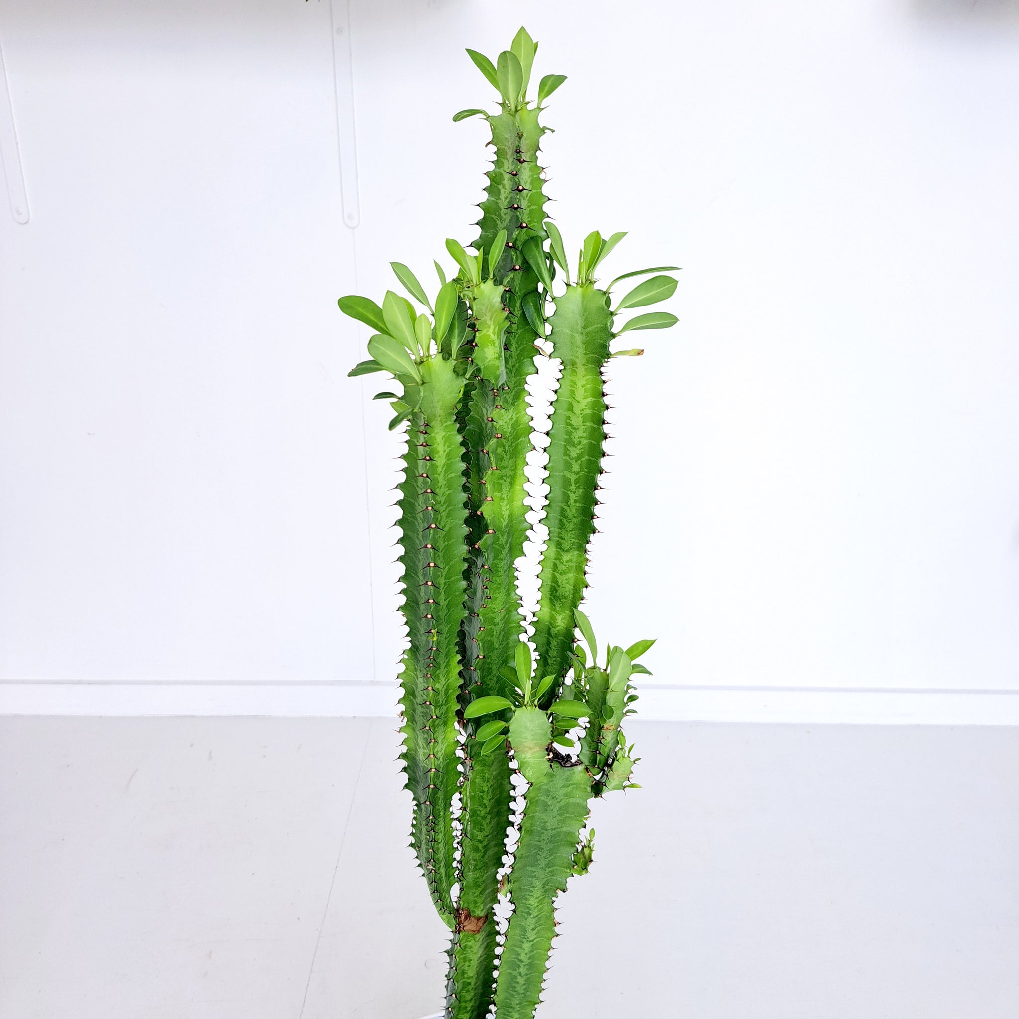 Euphorbia Trigona - Green