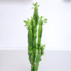 Euphorbia Trigona - Green