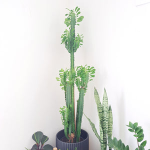 Euphorbia Trigona - Green