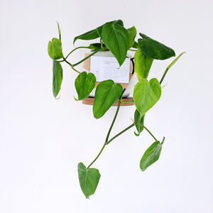 Philodendron Heartleaf (Cordatum)