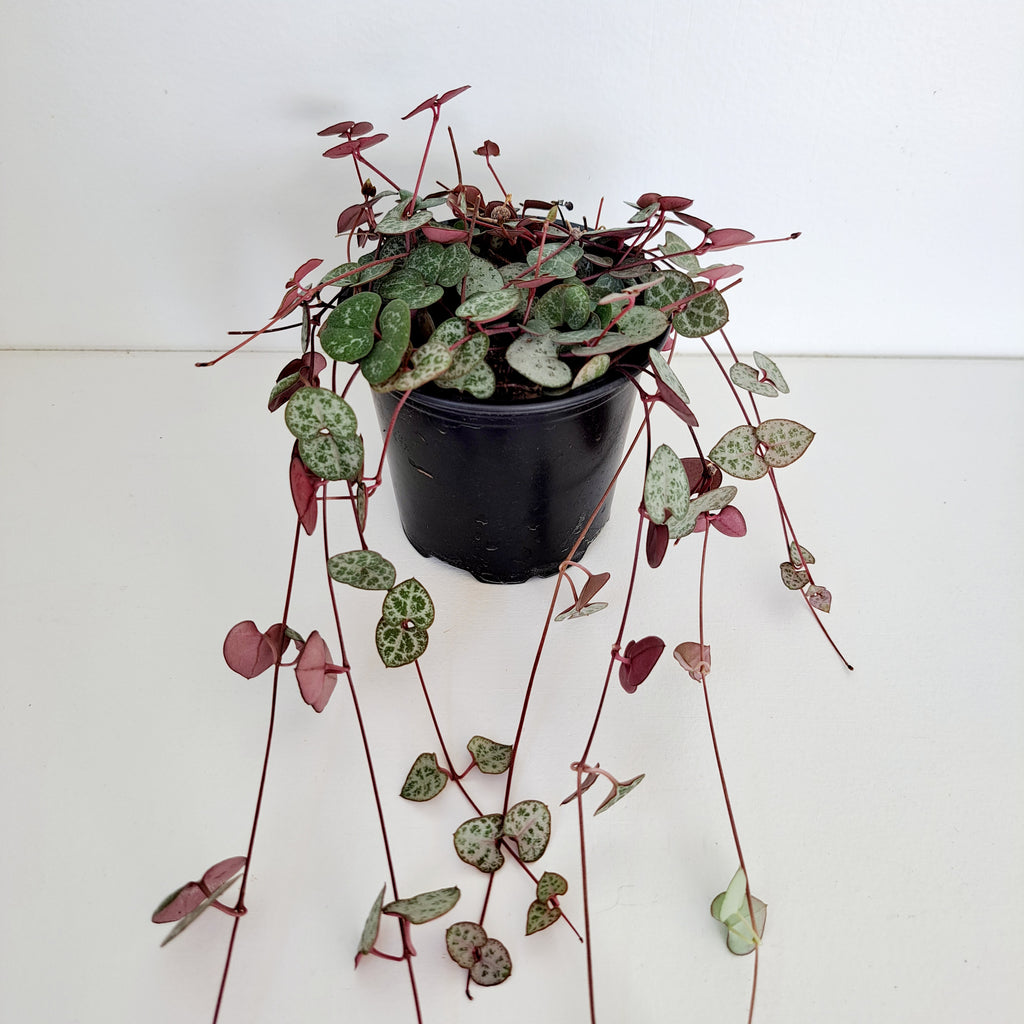 Chain of Hearts / Ceropegia Woodii