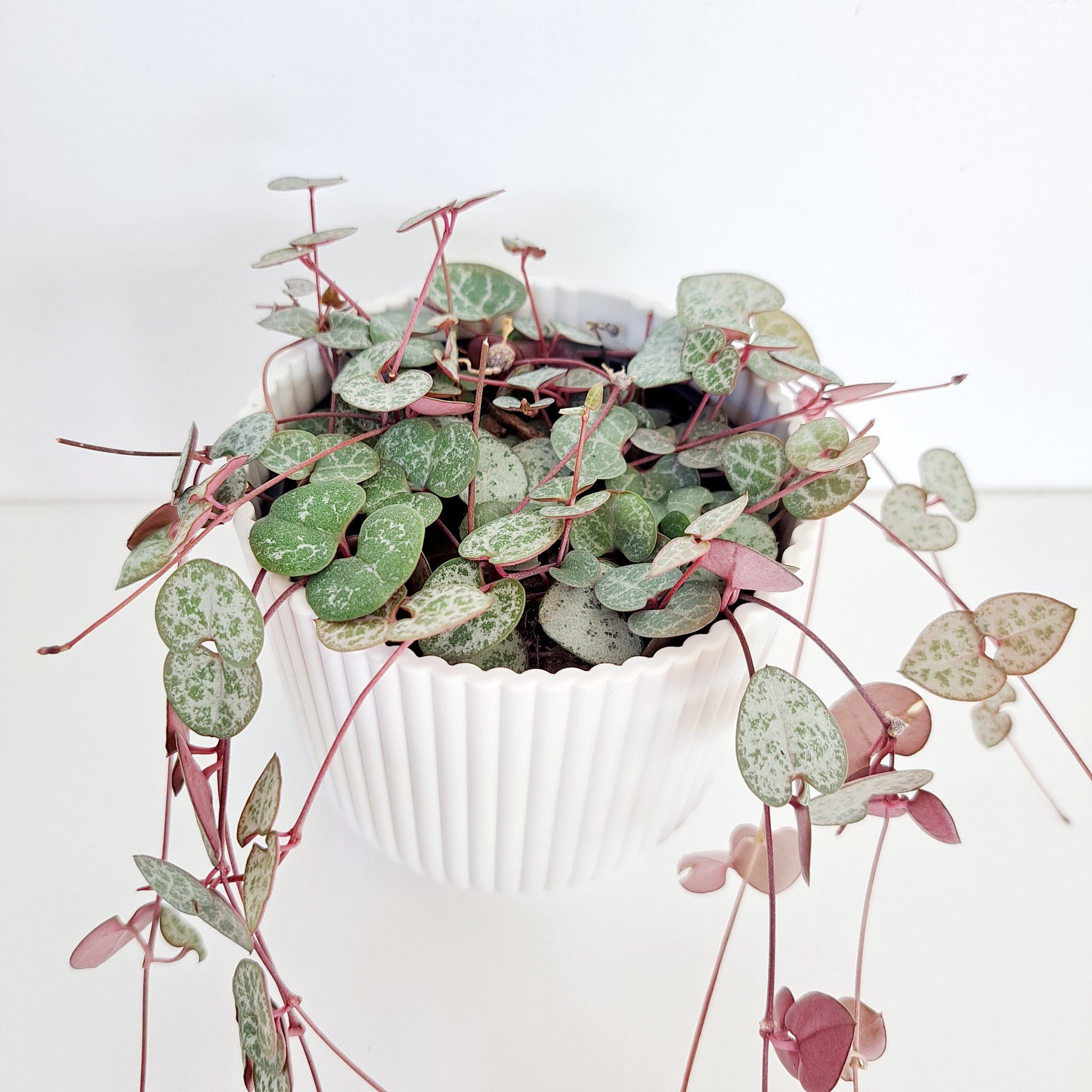 Chain of Hearts / Ceropegia Woodii