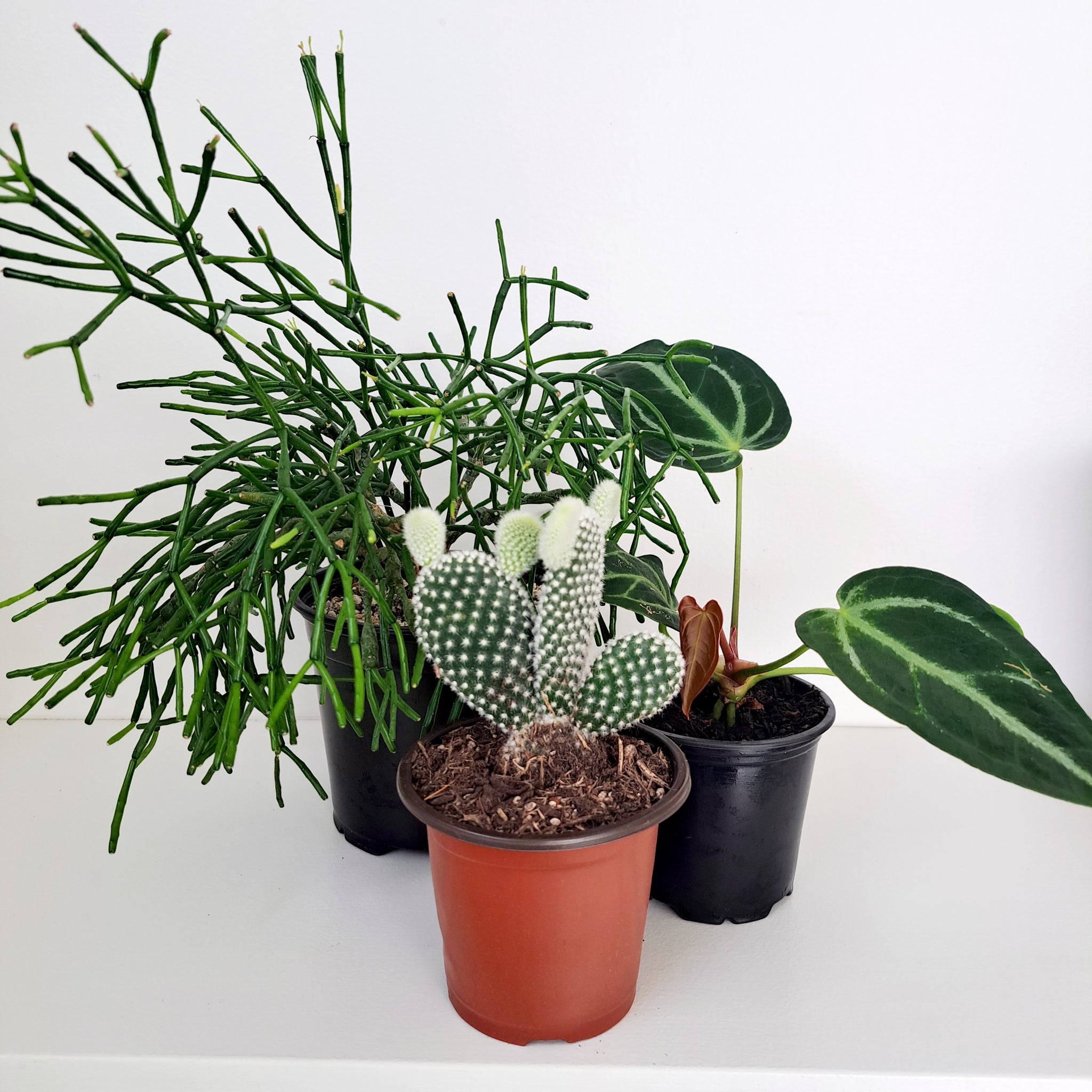 Growpots - 9cm