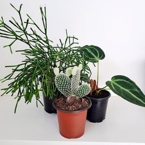 Growpots - 9cm