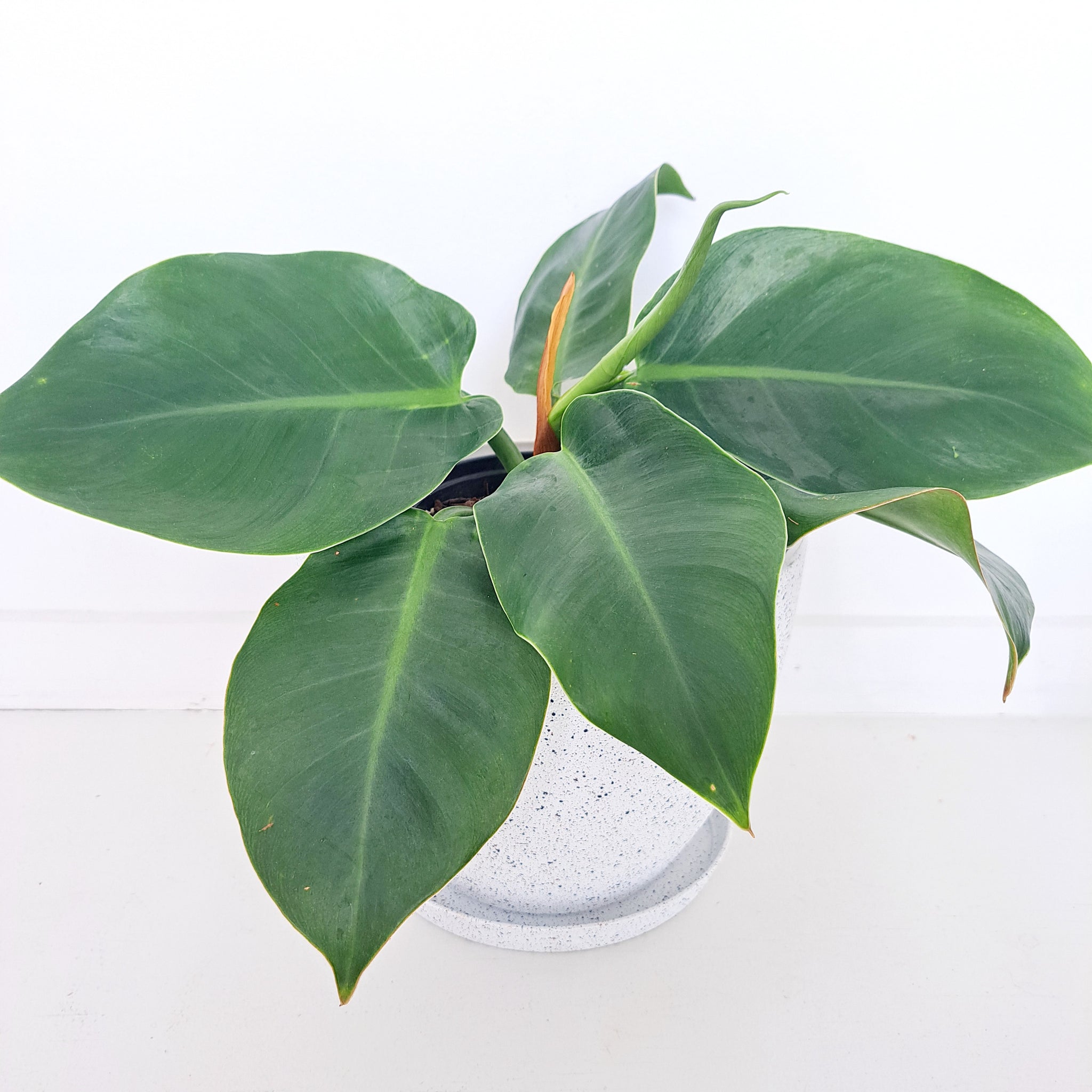 Nova Pots