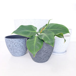Nova Pots