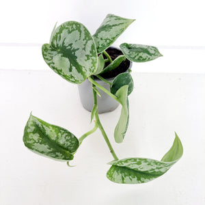 Scindapsus Pictus Trebi