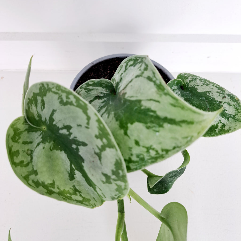 Scindapsus Pictus Trebi