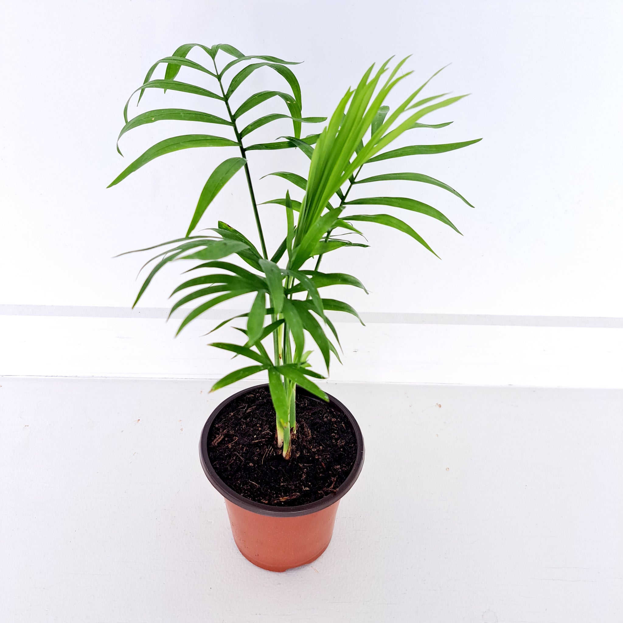 Palm - Parlour Palm / Chamedorea Elegans