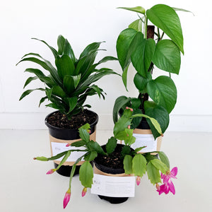 Scindapsus Epipremnum Jade Pothos