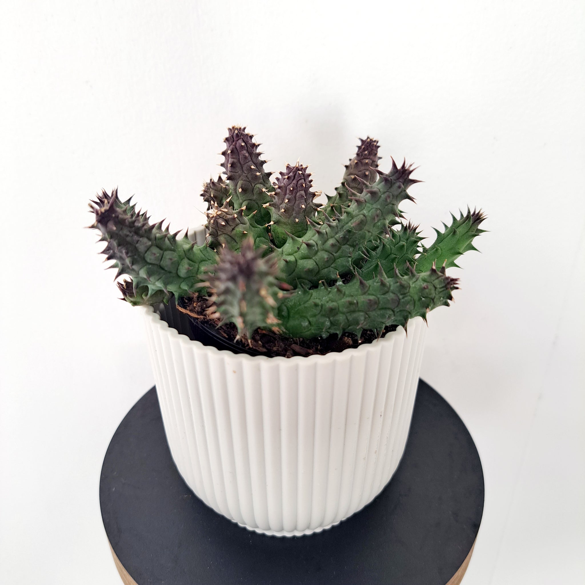 Succulent - Heurnia Hystrix Porcupine