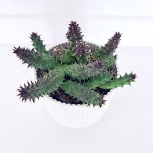 Succulent - Heurnia Hystrix Porcupine