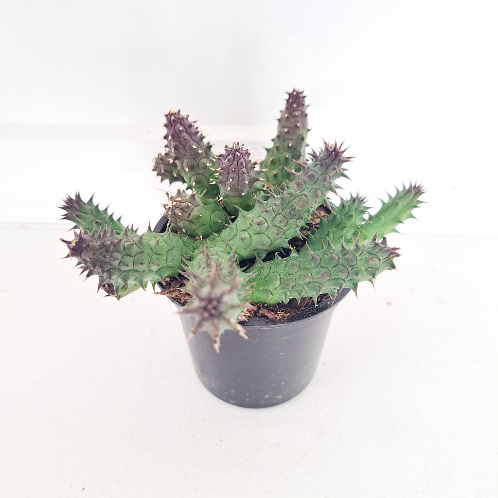 Succulent - Heurnia Hystrix Porcupine