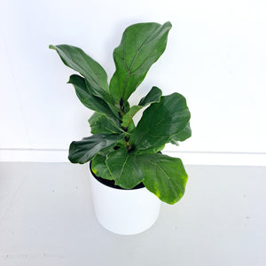 Ficus Lyrata / Fiddle Leaf Fig