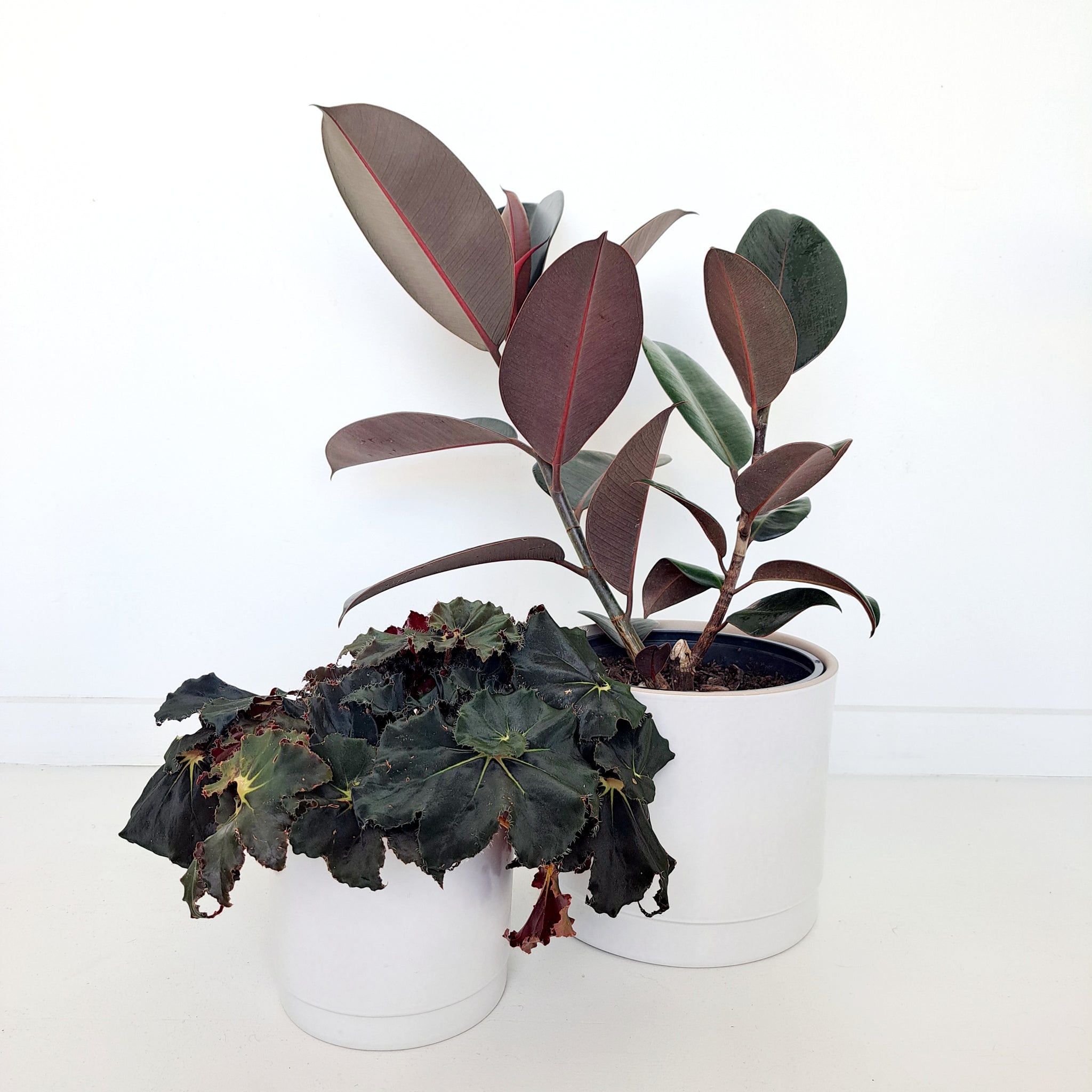 Ceramic Planters