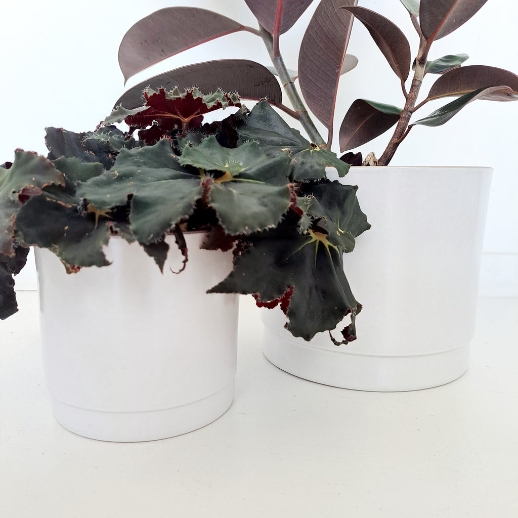 Ceramic Planters