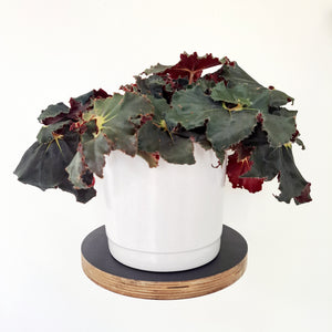 Ceramic Planters