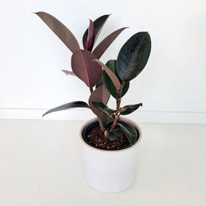 Ceramic Planters