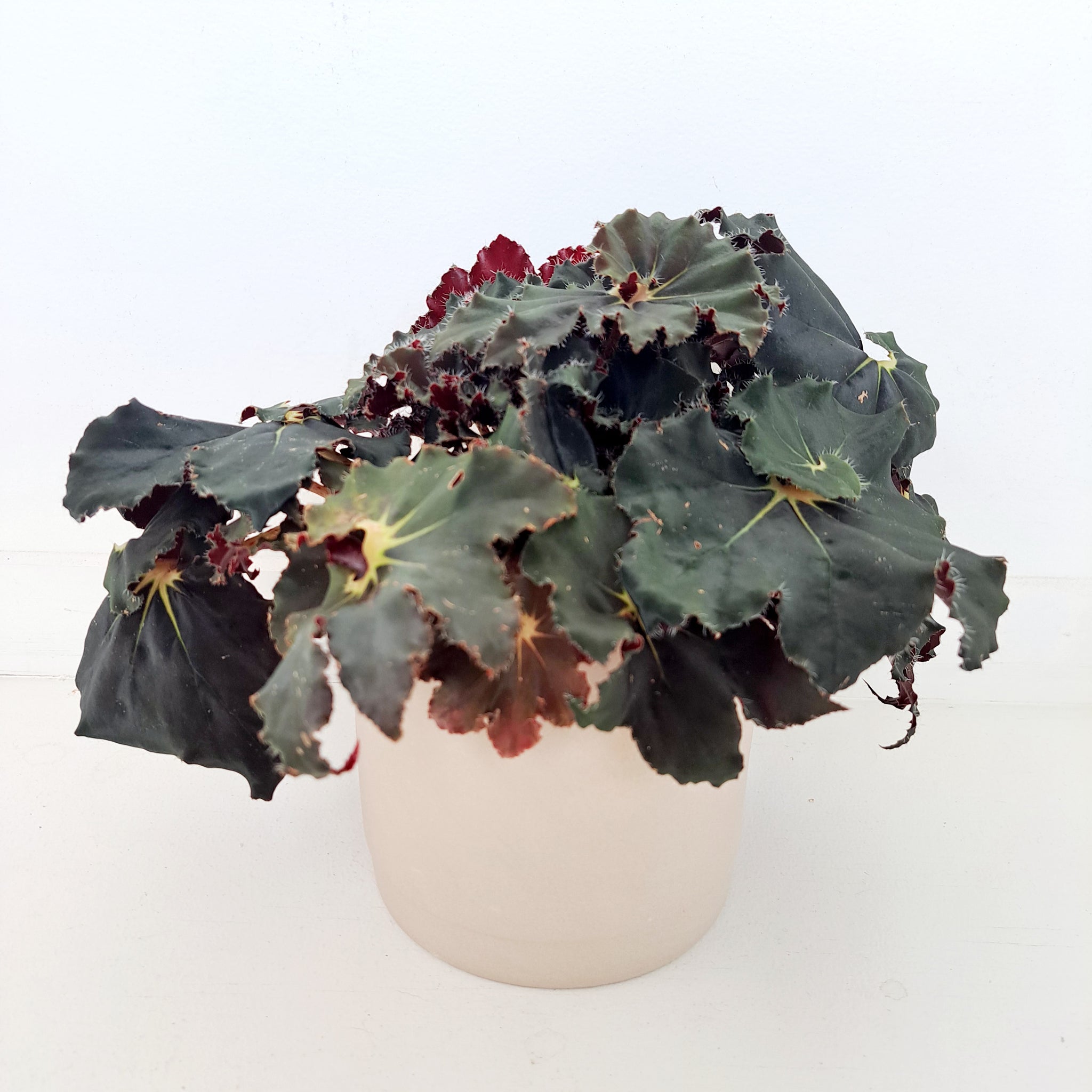 Ceramic Planters