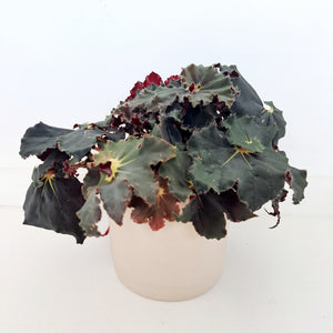 Ceramic Planters