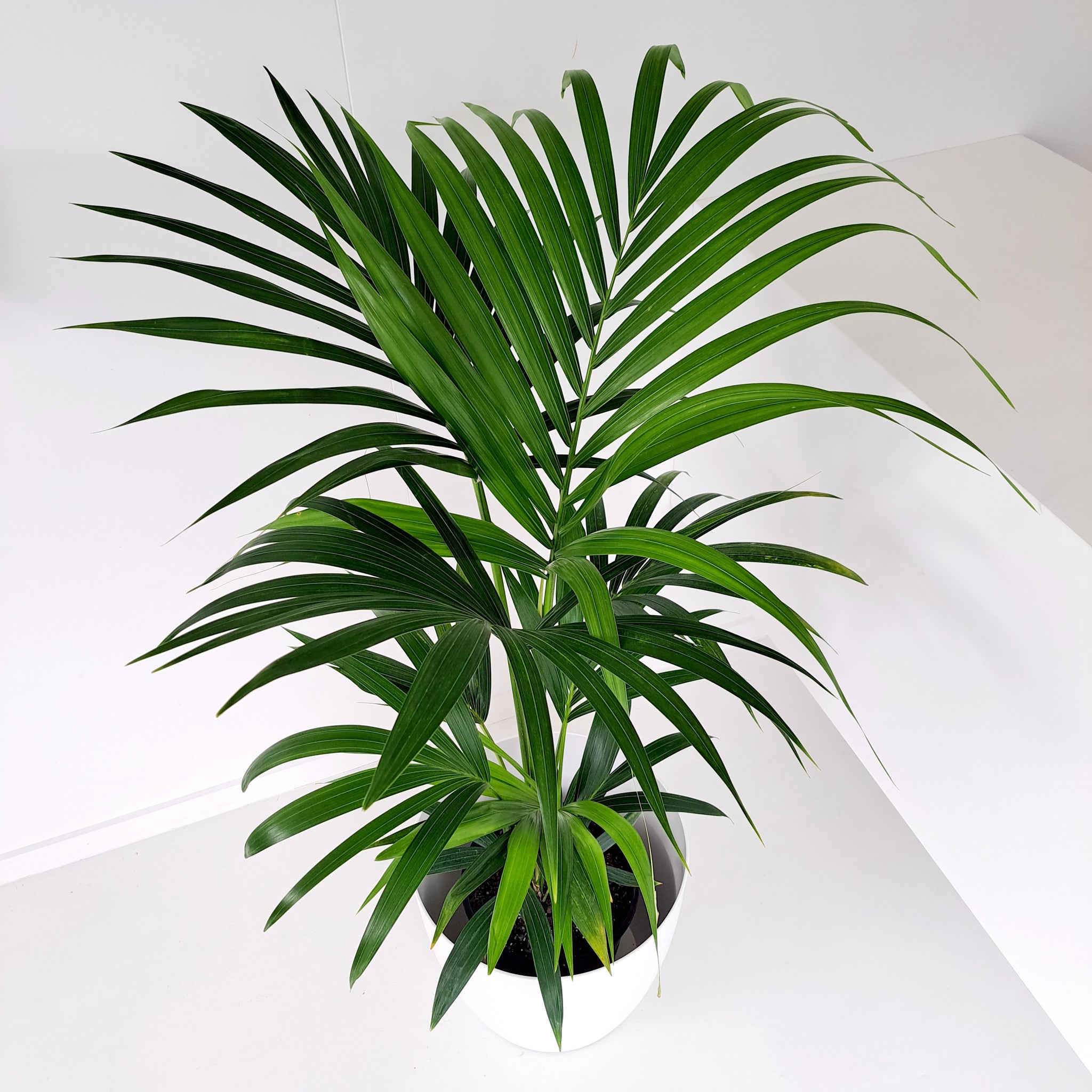 Palm - Kentia / Howea Forsteriana