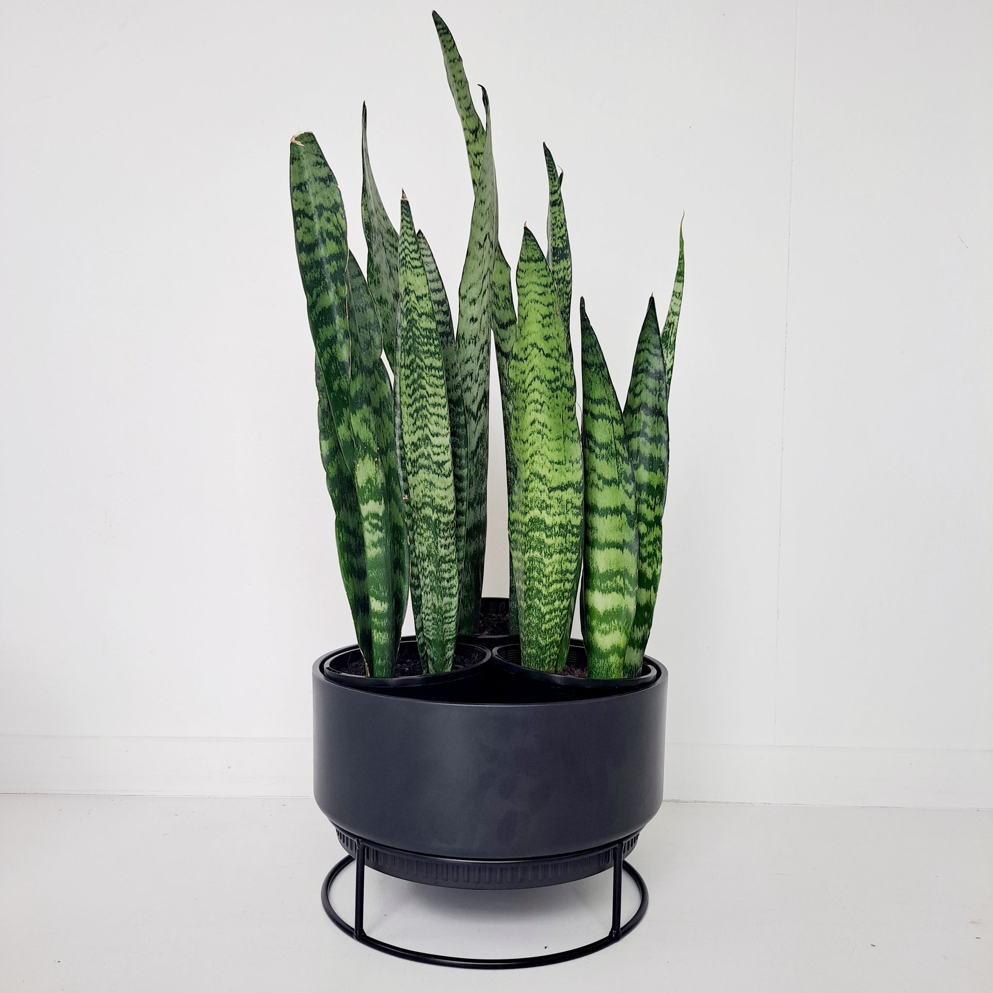 B.for Studio Cover pots on Stands