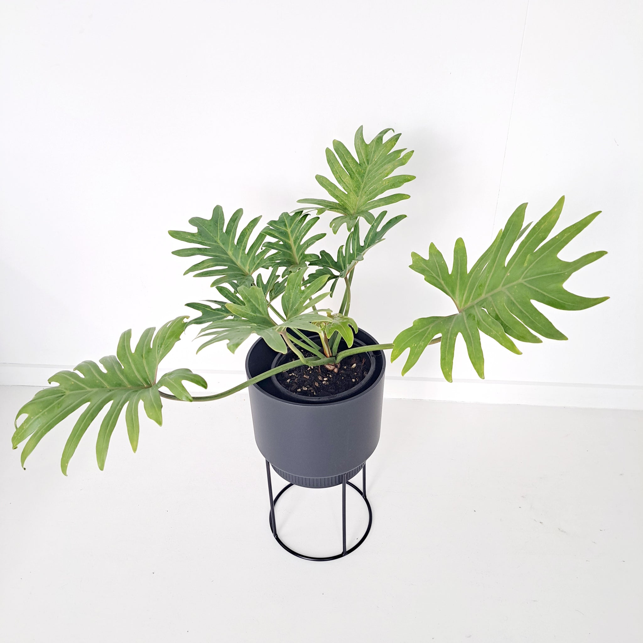 B.for Studio Cover pots on Stands