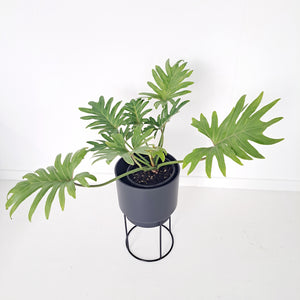 B.for Studio Cover pots on Stands