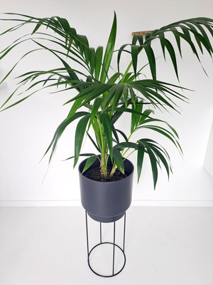 B.for Studio Cover pots on Stands