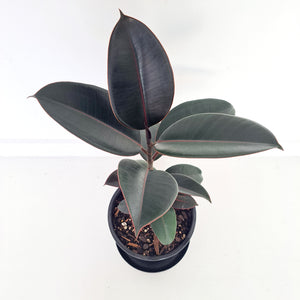 Ficus Elastica Black Knight / Rubber Plant - Single Stem