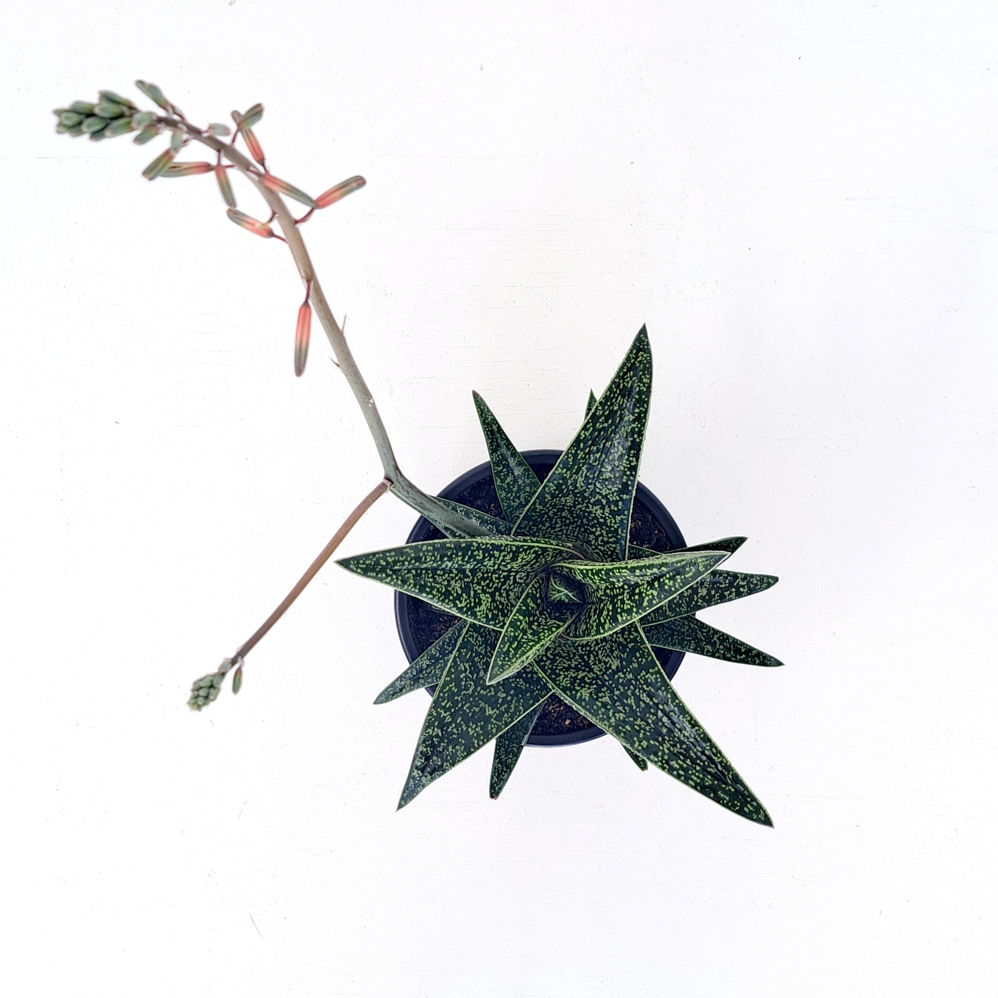 Gasteria Spotted Beauty