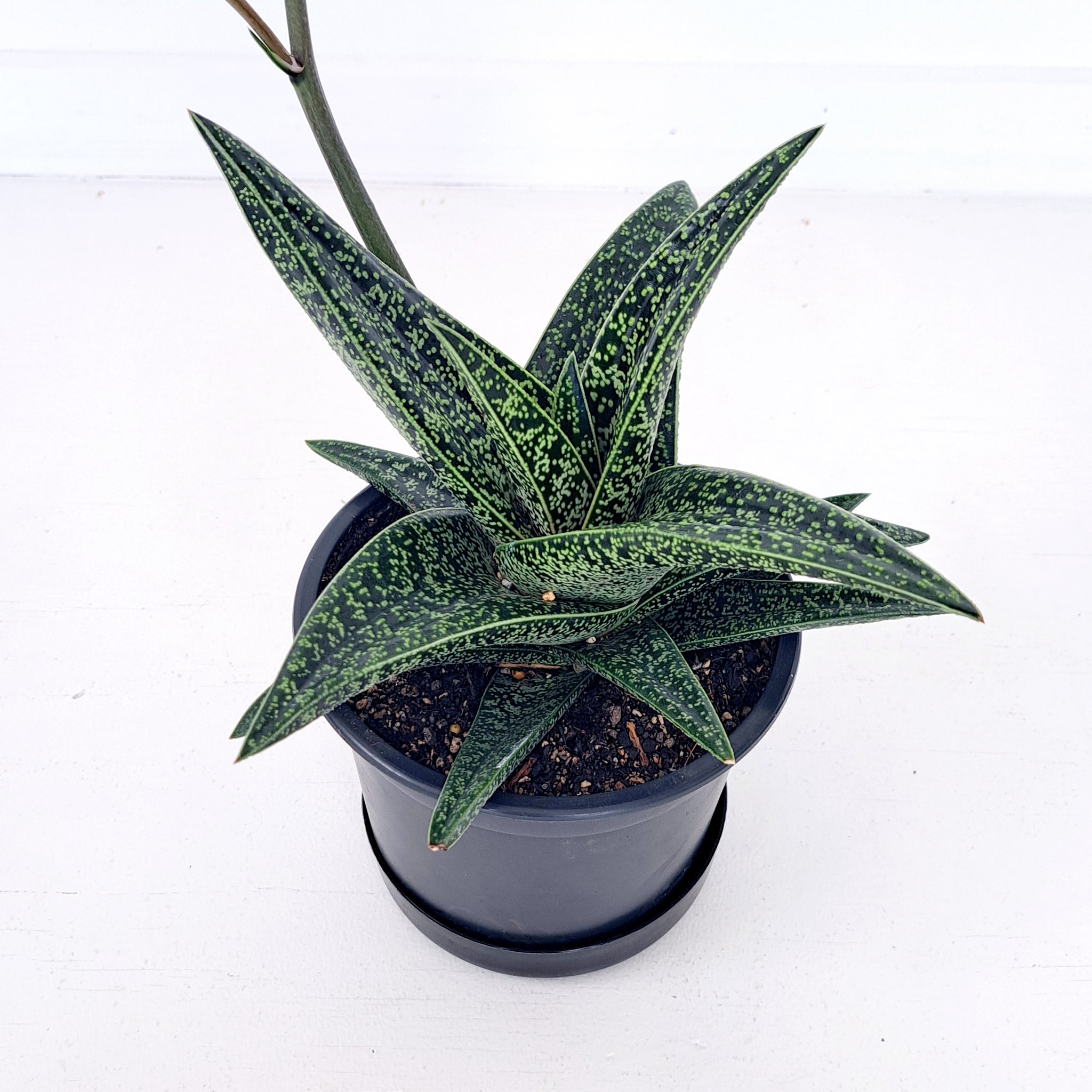 Gasteria Spotted Beauty