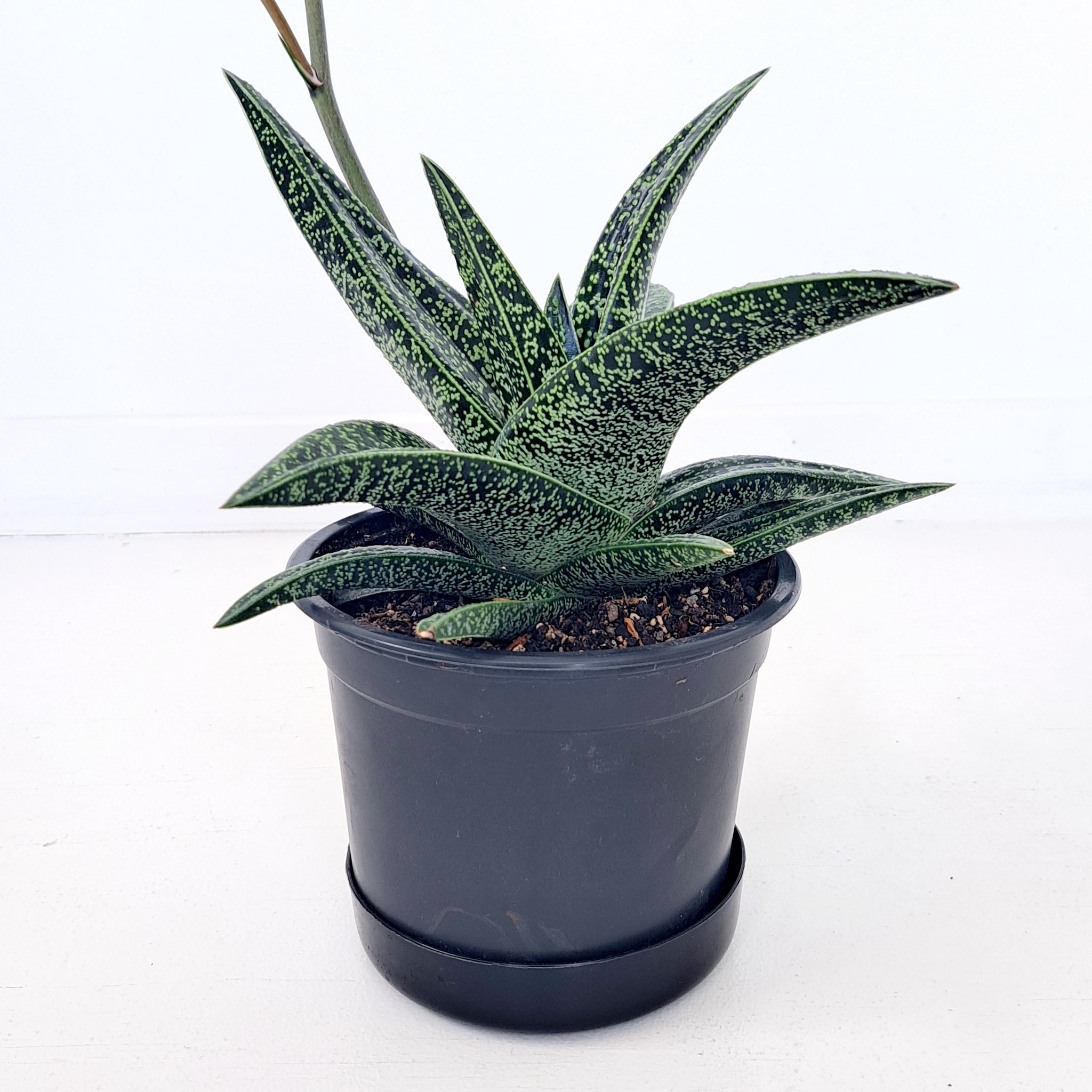 Gasteria Spotted Beauty