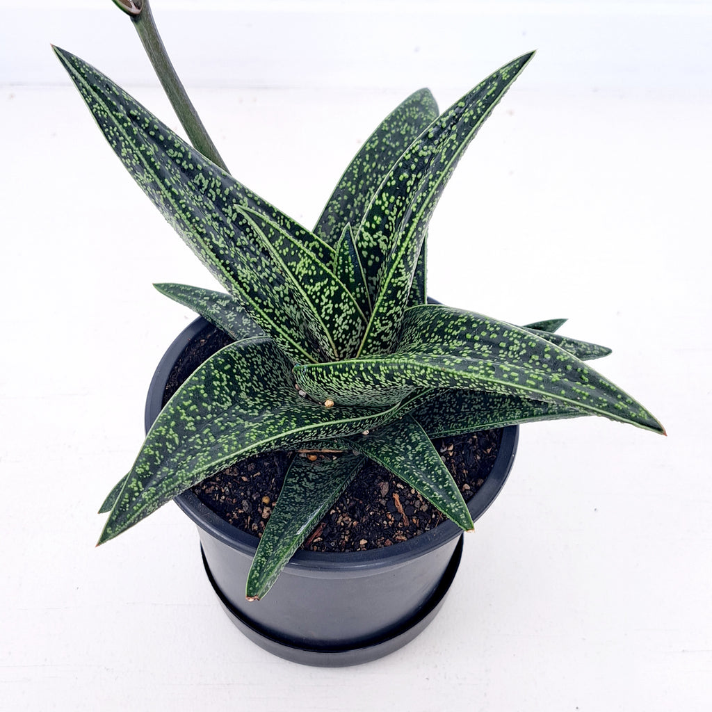 Gasteria Spotted Beauty