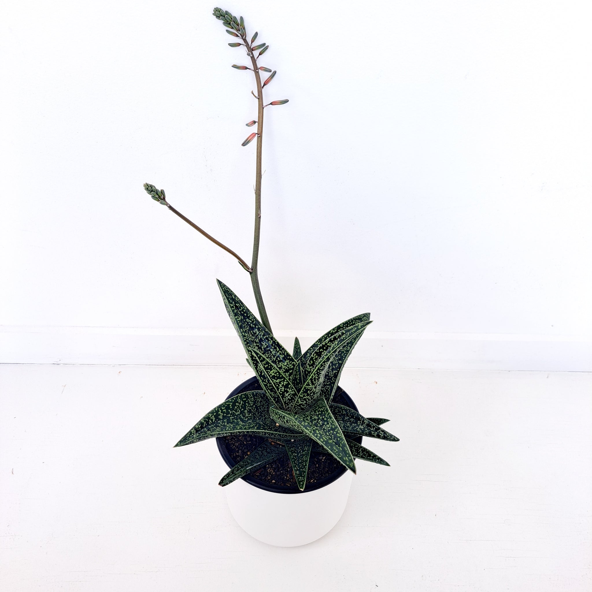 Gasteria Spotted Beauty